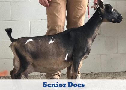 Click here to explore our Senior Does 