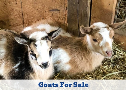 Click here to explore our goats for sale! 