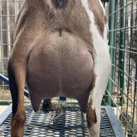 Ruby udder