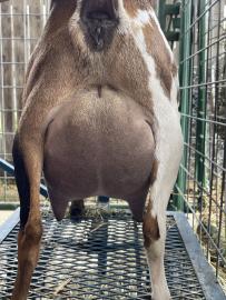 Ruby udder