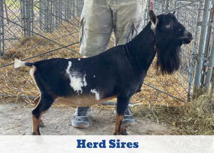 Click here to explore our herd sires 