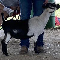 Cade’s Lil Farm AL Patriot