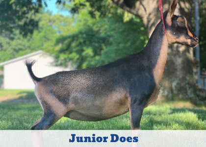 Click here to explore Junior Does 