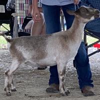 Cade’s Lil Farm AL Arlington