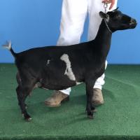 GCH Olson Acres WBR Glamour 2*M