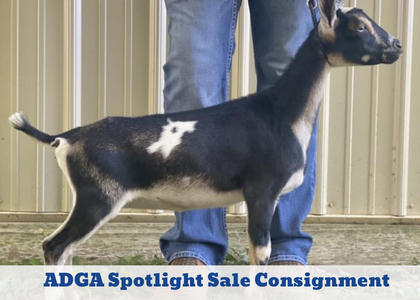 Click here to explore our 2022 ADGA Spotlight Sale