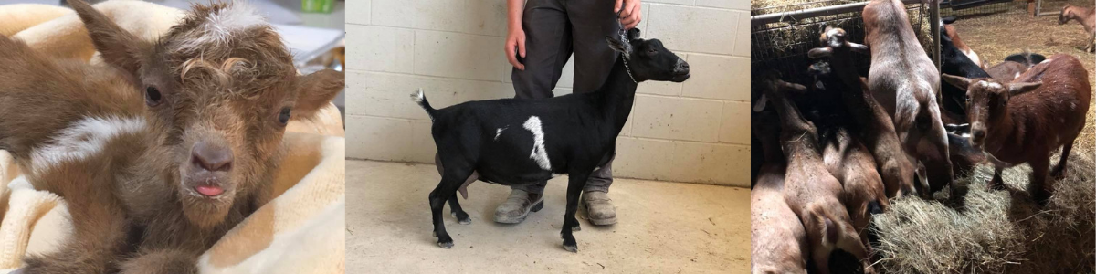 Nigerian Dwarf Dairy Goats 