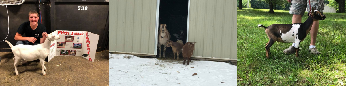 Collage of goats