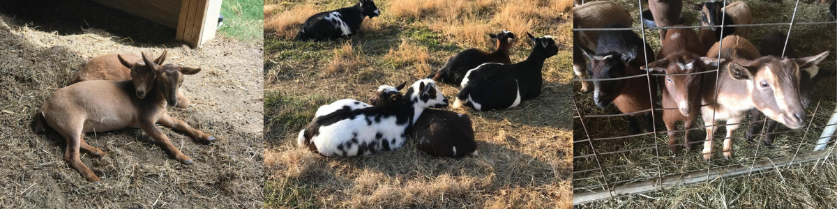 Baby goats